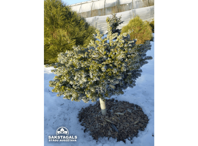 Abies koreana   'Kohout's Ice Breaker'